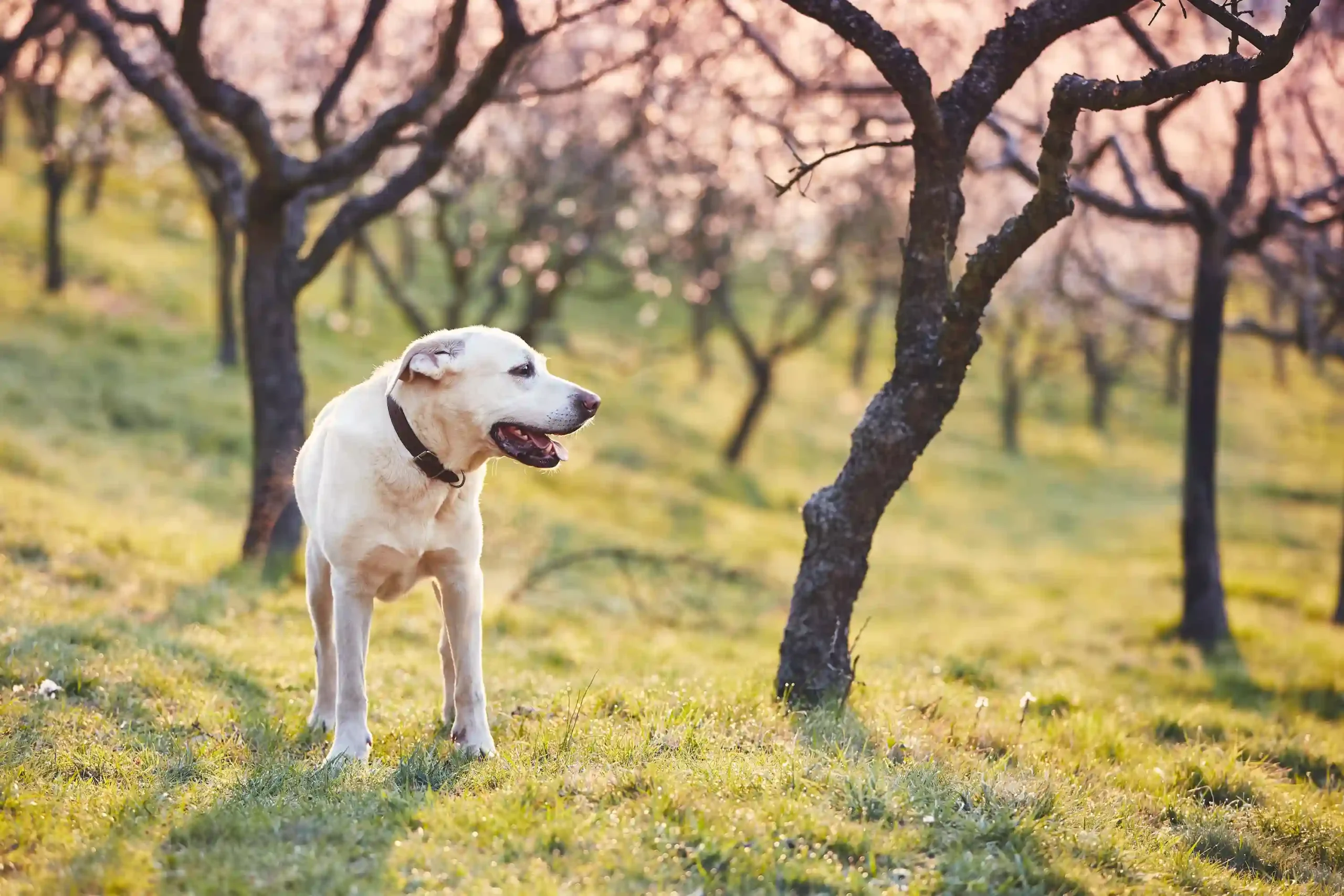 Een hond in de natuur