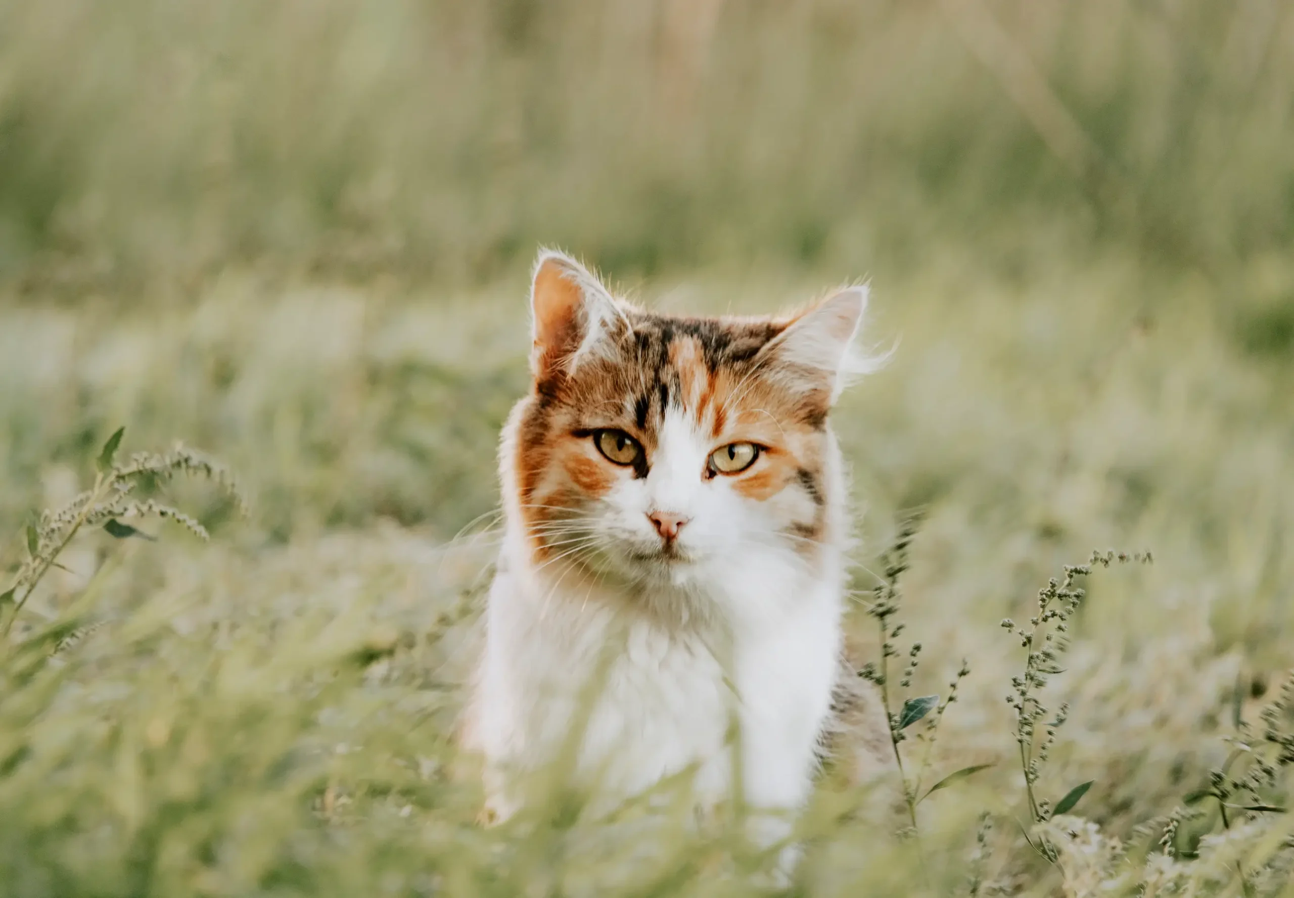 Close up van een kat in het lange gras